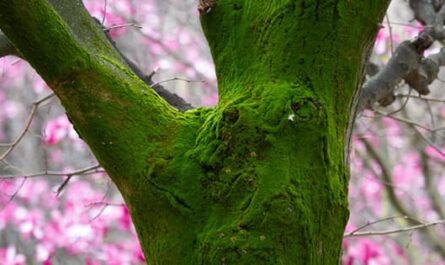 Ecologie Humaine Intégrale, nature arbre