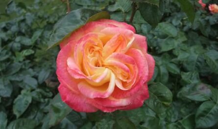 Photo d'une Rose pour un anniversaire