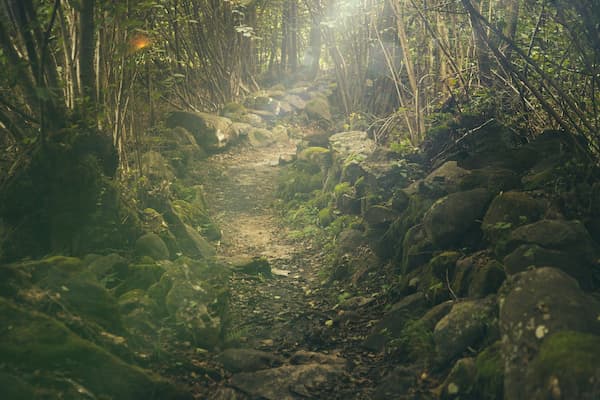 scouts chemin de foret