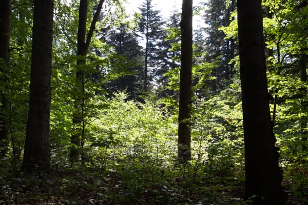 Création forêt